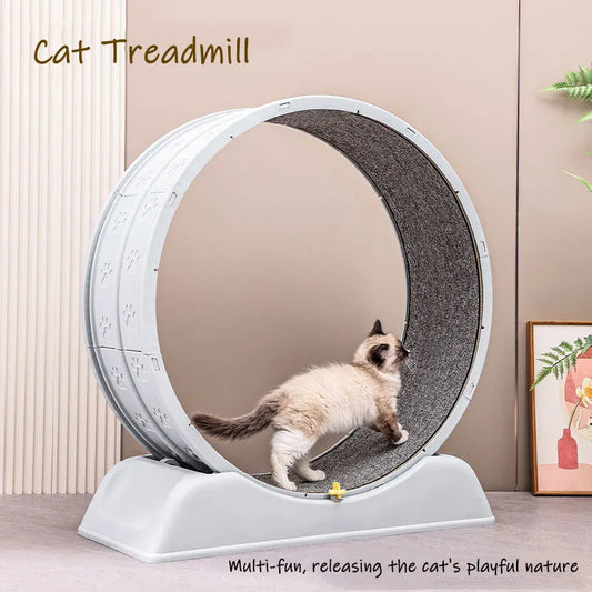 Cat Fitness Wheel